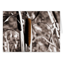 Cattail cards by dduhaime55 Cattail cards