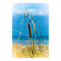 Cattail Portrait posters