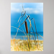 Cattail Portrait posters