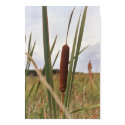 Cattail posters