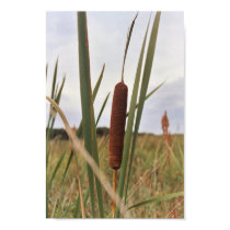 Cattail posters