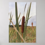 Cattail posters