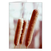 Cattails cards