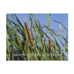 Cattails/Greetings from Wisconsin! Cattails/Greetings from Wisconsin!