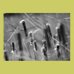 CAttails in the Breeze - Black and White Photo posters