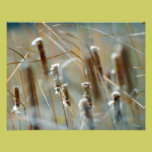 Cattails in the Breeze Framable photography