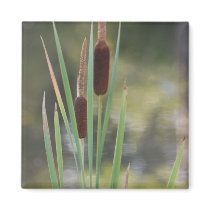 Cattails magnets by donnierocky Cattails magnets