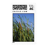 Cattails Cattails