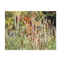 Cattails postcards