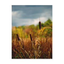 Cattails postcards by valleyvisions Cattails postcards