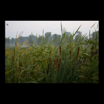 Cattails print posters
