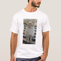 Cattitude t-shirts