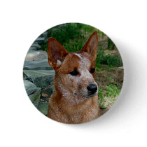 Cattle Dog Buttons