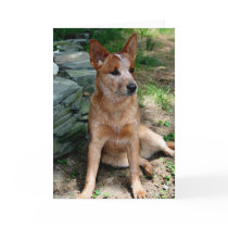 Cattle Dog Card