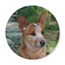 Cattle Dog Magnets