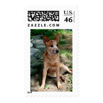 Cattle Dog Stamp