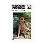 Cattle Dog postage