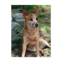 Cattle Dog postcards