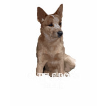 Cattle Dogs Rule t-shirts