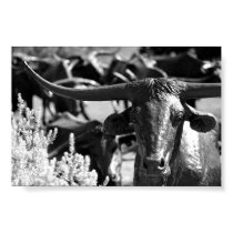 Cattle Drive posters by Texas Cattle Drive posters