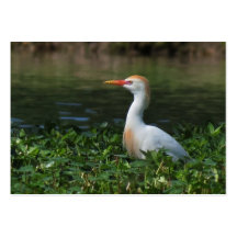 Cattle Egret ATC Photo Card Business Card