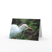 "Cattle Egret" Greeting Card