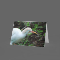"Cattle Egret" Greeting Card by smilodonart "Cattle Egret" Greeting Card