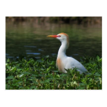 Cattle Egret in Spring Postcard