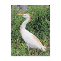 Cattle Egret postcards