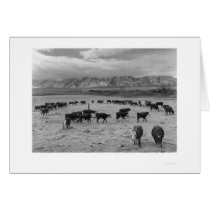 Cattle In South Farm 1943 cards