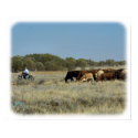 Cattle mustering in Australia 9P007D-26 posters