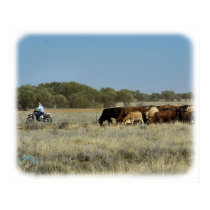 Cattle mustering in Australia 9P007D-26 posters by TraffordPhotos Cattle mustering in Australia 9P007D-26 posters