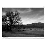 Cattle North of Stonyford, Colusa County, CA, 1966 print