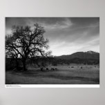 Cattle North of Stonyford, Colusa County, CA, 1966 Print