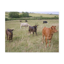 cattle postcard