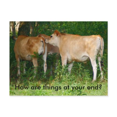 Cattle Postcard by SuRi_Photography