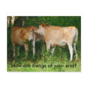 Cattle Postcard