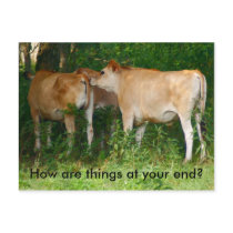 Cattle Postcard