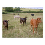 cattle postcard