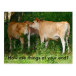 Cattle Postcard