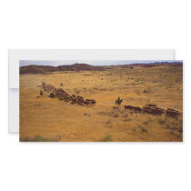 Cattle roundup photo cards by GPArkive Cattle roundup photo cards