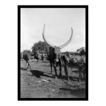 Cattle with Big Horns in Africa 1901 posters by lc_vintagephotos Cattle with Big Horns in Africa 1901 posters