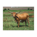 CattlecarD postcards