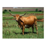 CattlecarD Postcard