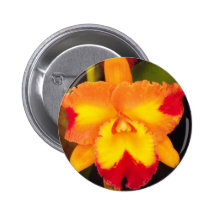 Cattleya Button