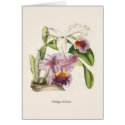 Cattleya labiata cards by Botany_Boy Cattleya labiata cards