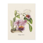 Cattleya labiata post cards