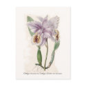 Cattleya mossiae postcards