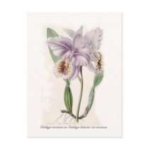 Cattleya mossiae postcards by Botany_Boy Cattleya mossiae postcards
