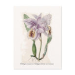 Cattleya mossiae postcard